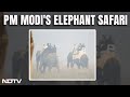 PM Modis Elephant Safari At Kaziranga National Park