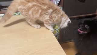 新参子猫VS先住わんこ