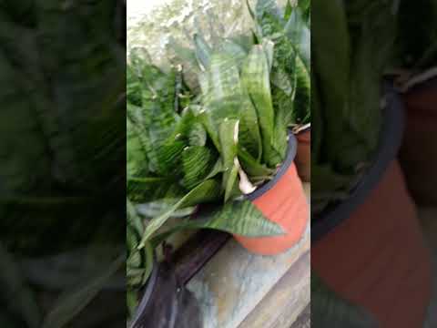 snake plant 🪴 || #garden #terrace #trending #shorts #fyp #plants