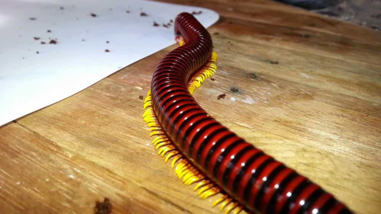 trigoniulus-macropygus-flame-leg-millipede-youtube