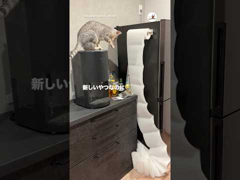 猫がカメラに抵抗する可愛い瞬間を楽しもう サムネイル