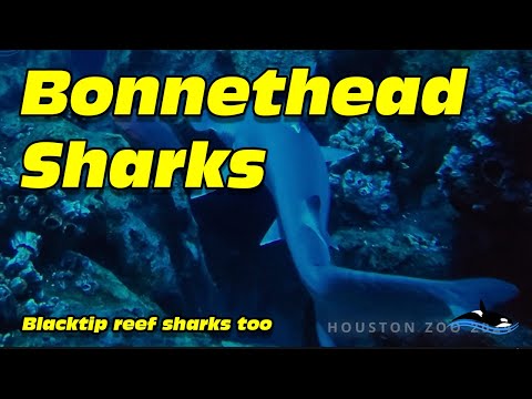 Blacktip reef sharks, bonnethead sharks and cownose rays @Houston Zoo,
2024