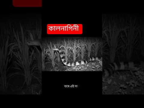 snake rescue #snake #cobra #kingcobra