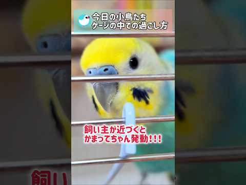 ケージの中でのんびりする小鳥たちに癒やされる♥ #文鳥 #セキセイインコ #birds #shorts