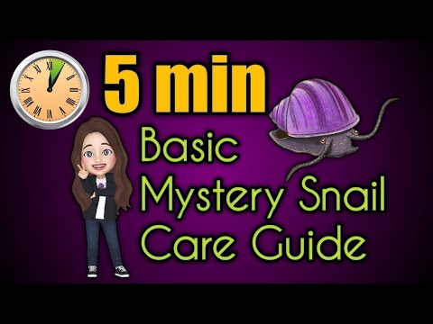 *5 Minute* Basic Mystery Snail Care Guide A quick Basic Care Guide for those NEW to keeping Mystery Snails!
.
.
.
*Don't Forget to use code : 