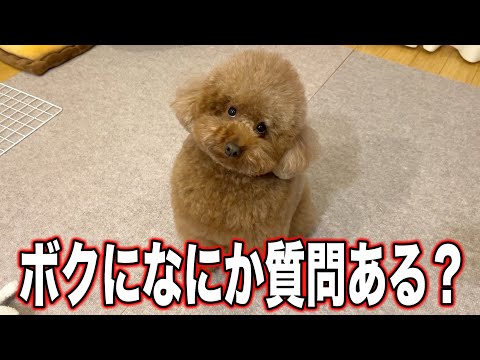 視聴者さんからの質問に答えまくる!【質問コーナー2025】