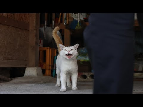 野良猫に猫缶を与える様子と癒しの映像紹介 サムネイル