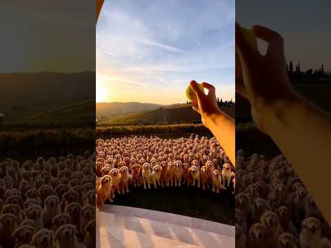 ONE THOUSAND Golden Retriever Dogs Chase A Ball ⚽️🐶😳