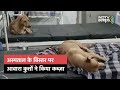 मध्य प्रदेश में अस्पताल के बिस्तर पर आवारा कुत्तों ने किया कब्ज़ा, जांच के आदेश