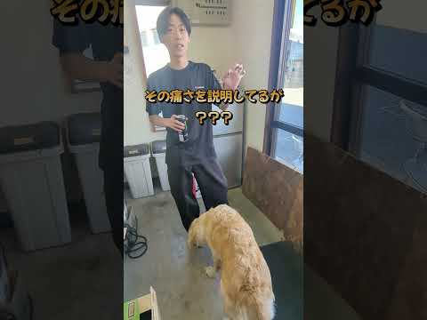 柊の負傷した指の痛さの説明が意味不明 #ゴールデンレトリバー子犬 #大型犬のいる生活