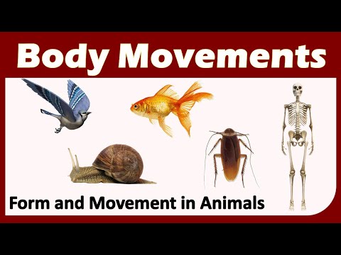 Body Movements | Class 6 : SCIENCE | CBSE / NCERT Science | Forms and Movement in Animals