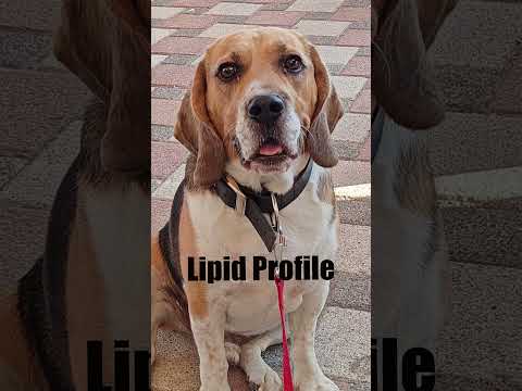 #bassethound #vet #pawinfection #singapore #case #dogshorts #veterinary Pt 1/2