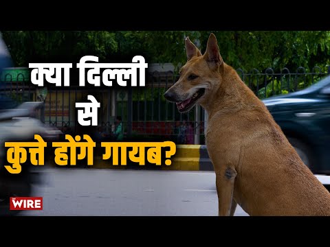 What is the Future of Delhi's Stray Dogs?