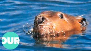 The Secret World Of The North American Beaver | Our World