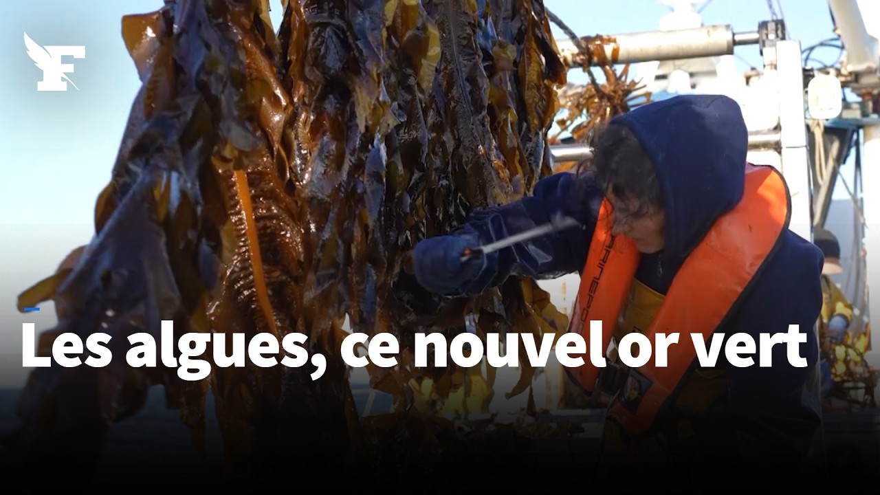 Les algues : plus grande ressource inexploitée au monde ?