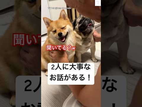話聞いてる⁉️お父ちゃんの大事な話にこの反応😂　#犬　#ミックス犬 #パグ　#かわいい犬 #おもしろ サムネイル