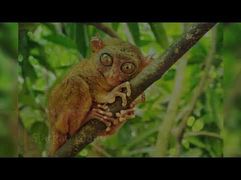 Philippines Travel Guide Itinerary - What To Do In The Philippines