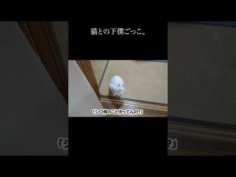 猫との下僕ごっこ。　 #保護猫 #猫 #猫のいる暮らし