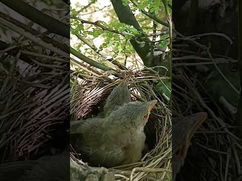 Wild babbler bird babies will fly leave soon (p 2) #shorts
