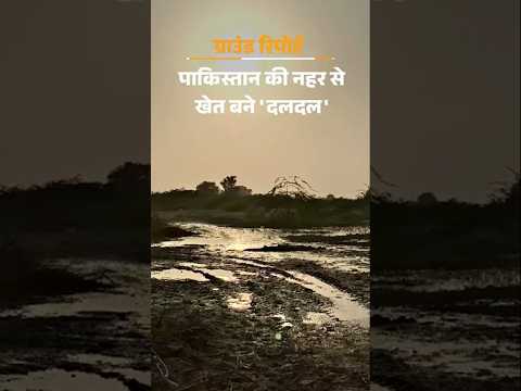 Rajasthan News: Pakistan के जहरीले पानी से राजस्थान की फसलें बर्बाद, घर की दीवारों में दरारें पड़ीं