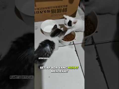 kelakuan kucing ini bikin gemes#shorts
