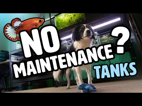 when you can't take care of your aquariums for a w Have you wondered what can happen if you are unable to take care of your fish tanks like you normall