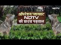 Bahraich Bhediya Attack: UP के चार जिलों में भेड़िए का आतंक, Exclusive Report से समझें ताजा हालात  - 11:59 min - News - Video
