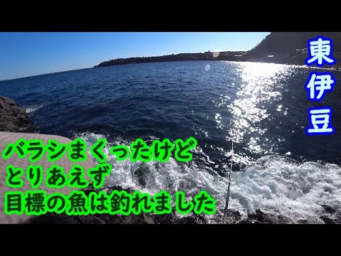 【東伊豆】まだウキフカセでメジナを釣った事がない磯でのメジナ狙い【2025年1月下旬】