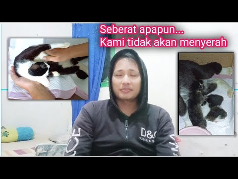 Masyaallah Allah❗ Perjuangan Adopter Tidaklah Mudah, Tetapi Tidak Ada Kata Menyerah...