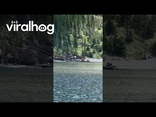 Clueless Tourists Have a Grizzly Encounter || ViralHog