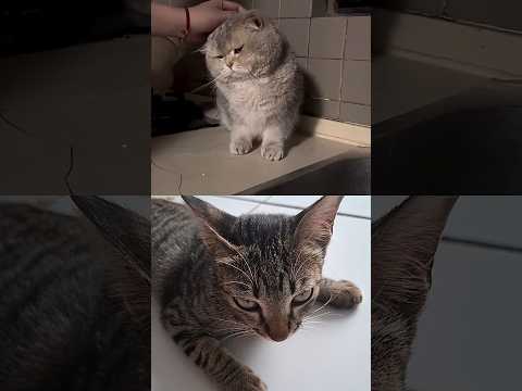 cat funy moment. kucing lucu #cat #kucing #catshorts #catfuny #kucinglucu