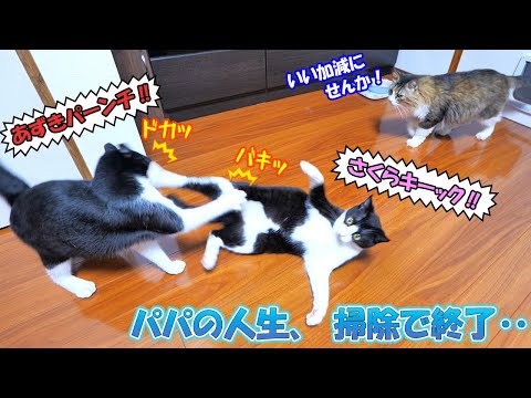 まき散らす猫毛の嵐‼あずき＆さくらと過ごす初めての夏がヤバ過ぎた‥🐈🐈💨【仲良し子猫姉妹の成長記録】