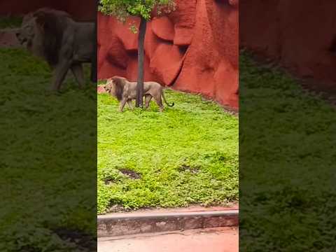 #Lion#king#simba#safari#