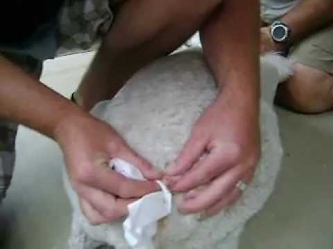 Yvette the Poodle Multiple Cyst Extractions Part 1 - YouTube