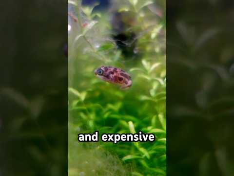 Feeding the World’s Smallest Pufferfish! 🐡  # 