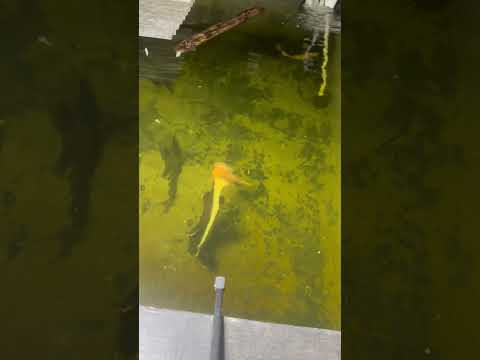 Feeding The Monster Pond! #week1 #justonemorefish  