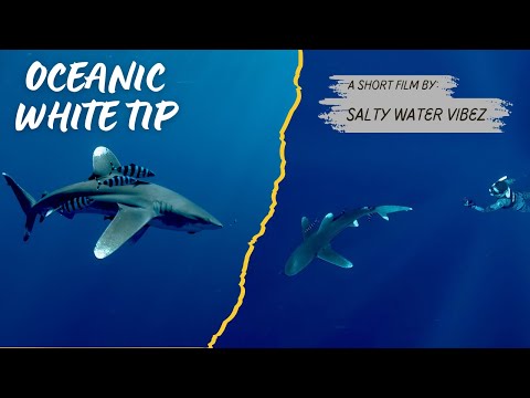 "Mindless Killers!" Oceanic White tip shark (A short Film)