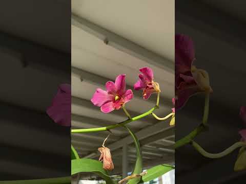 Orchid flowers 🪻ផ្កាអ័រគីដេ #sorts #trendingshorts #beautiful #flower