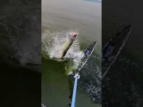 Lompatan Maut #casting #fishing #shorts