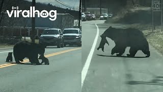 熊媽媽帶著熊孩子過馬路
