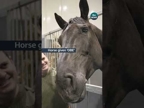 Horse given ‘OBE’ for role in Queen’s funeral procession #itvnews
