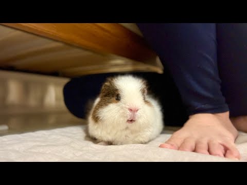 ペレットをもらえるまで動かないモルモット VS 齧られても時が来るまであげない飼い主  A guinea pig that won't move until it gets a pellet