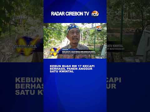 Kebun Buah RW 17 Kecapi Berhasil Panen Anggur Satu Kwintal