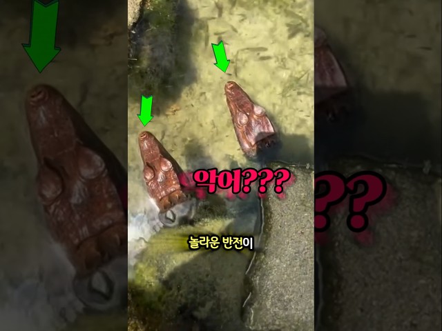 연못 악어 장식의 충격 반전
