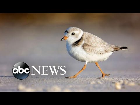 Bird species most at risk of extinction in US