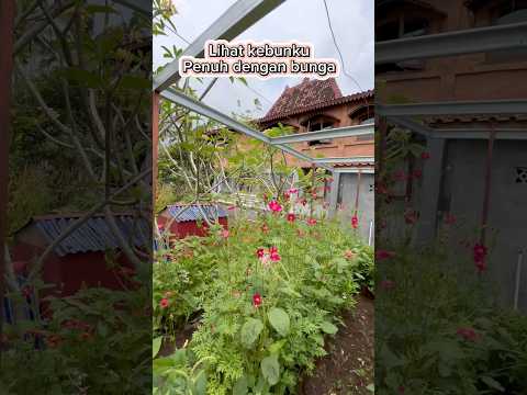 Lihat kebunku penuh dengan bunga #kebun #berkebun #garden #homegarden