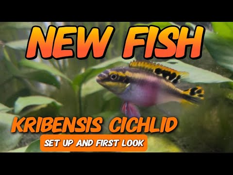 New Cichlid Species in My Aquarium – Kribensis S I got new fish – Kribensis cichlids! In today’s video, I introduce you to the newest additions t