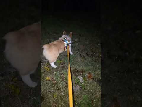 Live with gimgim highlight #corgi #doggielife #puppy