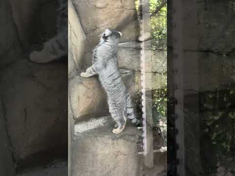 那須どうぶつ王国のアブリコースちゃんの魅力を紹介 サムネイル