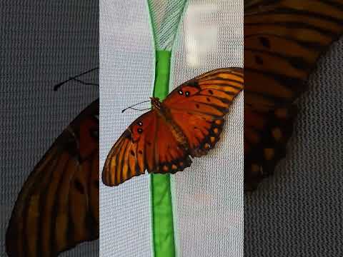 Gorgeous monarch butterfly 😍🦋 #butterfly #monarchbutterfly #transformation